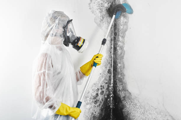 Mold Removal for HVAC Installations